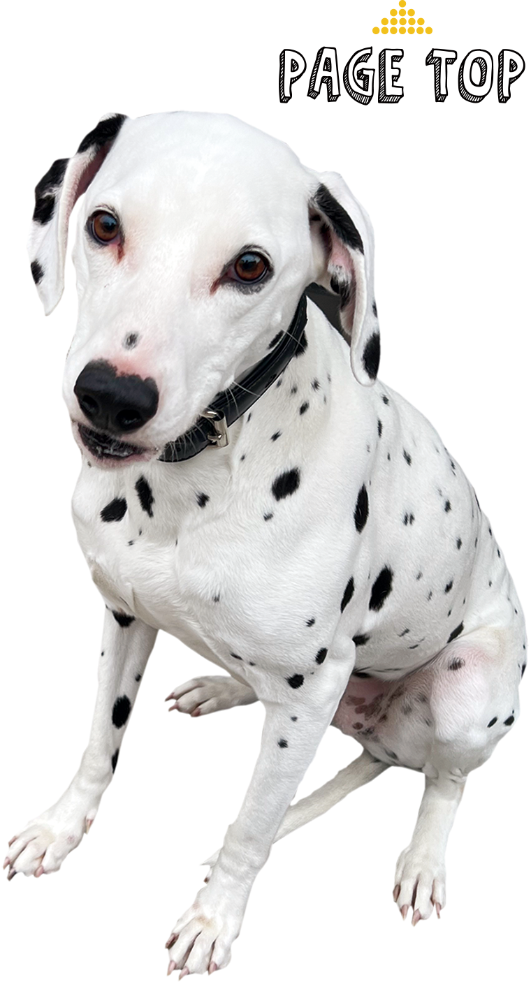 トップ：イナズマリフォーム